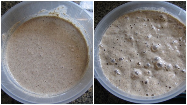 Feed your Sour Dough Starter. Keep at room temperature until it bubbles up and then refrigerate.