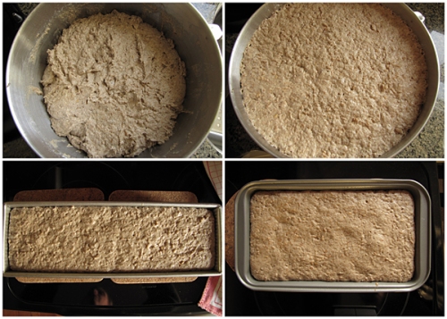 Dough rising in bowl x 2 hours. Dough rising in bread pans x 30 plus minutes. 